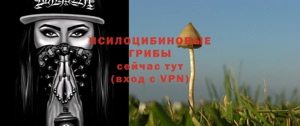 хмурый Аркадак